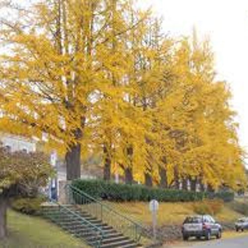 2 Ginkgo Trees(Ginkgo Biloba)4" container