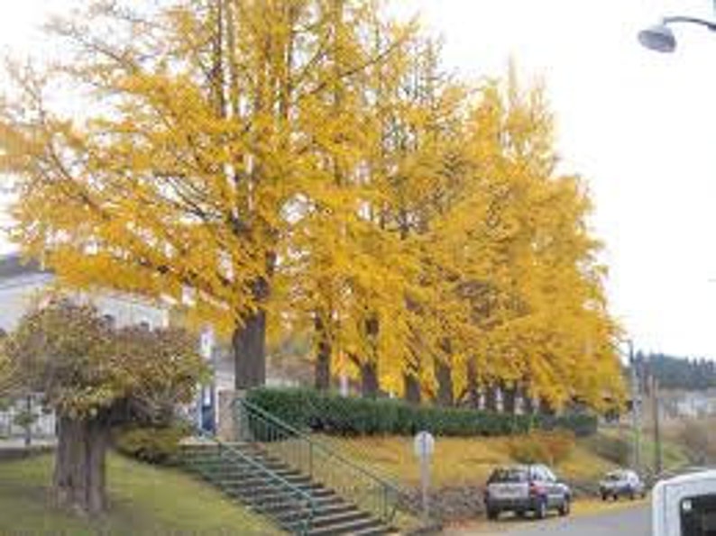 2 Ginkgo Trees Ginkgo Biloba 4 container