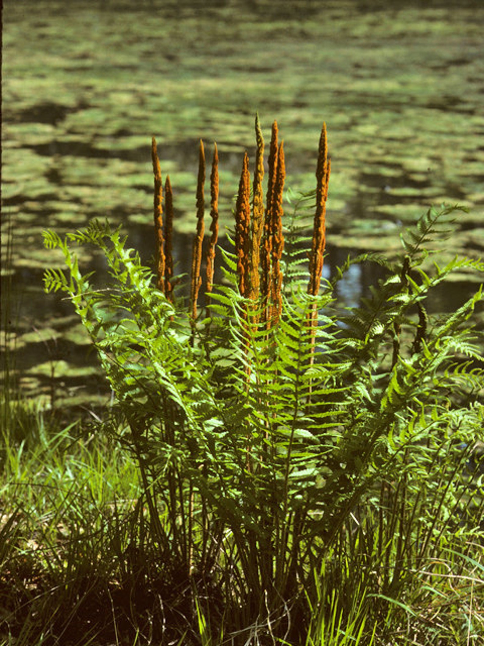 20 Cinnamon Fern Bulbsosmundastrum Cinnamonmeum Etsy