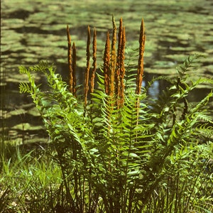 40 Cinnamon Fern Bulbs(Osmundastrum Cinnamonmeum)