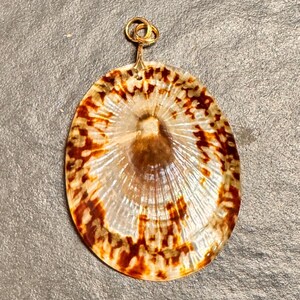 May include: Oval pendant with a natural shell design. The pendant features a gold-colored bail and a shell with brown and white patterns. The shell has a radial design with a central brown area and a translucent appearance.