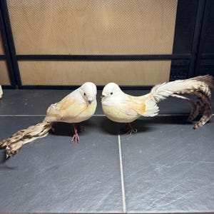 Può includere: Due statuette decorative di uccelli con corpi color crema e accenti marrone chiaro. Ogni uccello ha un piccolo occhio nero, un becco appuntito, zampe sottili simili a fili metallici e lunghe piume della coda fluenti con un motivo a righe.