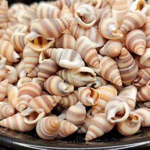 Spiral Shells, 2oz, Rosy Brown, Decoration, Resin, Mosaics Jewelry Making