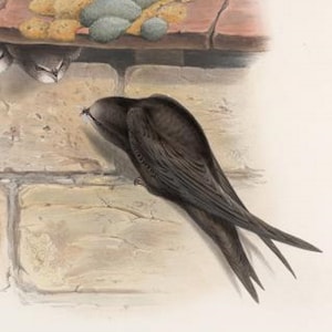 Swift Bird Print by John Gould, Home Decor, Home Furnishing, Digital Downloads,Pretty Birds, Wall Hanging Artwork