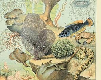 Puede incluir: Una ilustración colorida de varias formas de vida marina, incluyendo una langosta, una estrella de mar, un caballito de mar, una medusa y un cangrejo herradura. La ilustración está etiquetada con números y nombres de cada criatura.