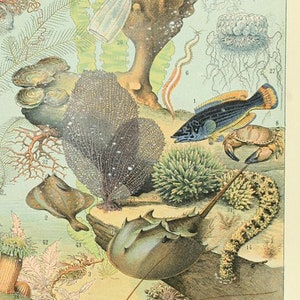 Imprimibles - Cartel del océano por Adolphe Millot, Colgante de pared, Obra de arte, Descarga instantánea, Juego de tres