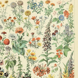 Printables - Flowers Poster van Adolphe Millot, Wall Hanging, Artwork, Instant Download, Set van twee