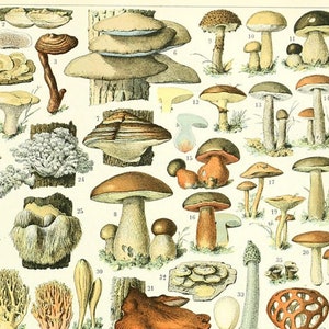 Printables - Mushrooms Poster by Adolphe Millot, Wall Hanging, Artwork, Instant Download, Set of Three