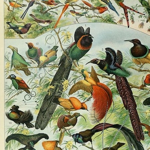 Printables - Birds Poster door Adolphe Millot, Wall Hanging, Artwork, Instant Download, Set van drie