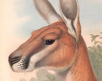 Home Decor Digital Downloads Australian Mammals Collection of 182 Public Domain Images Home Furnishing Australian Animal Images