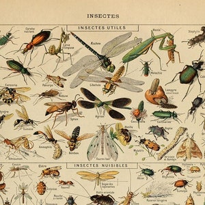 Printables - Insects Poster by Adolphe Millot, Wall Hanging, Artwork, Instant Download, Set of Three