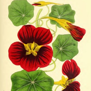 Red and Yellow Flower, Botanical Vintage Print, Floral Wall Art, Home Decor, Vintage Plant Picture
