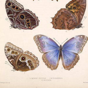 Vlinders en motten - Verzameling van 169 foto&#39;s van vlinders en motten, Vintage wandkleden, insectenposters digitale downloads
