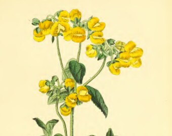 Yellow Flower, Botanical Vintage Print, Floral Wall Art, Home Decor, Vintage Plant Picture