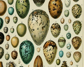Puede incluir: Una ilustración vintage de varios huevos de pájaro, con números y etiquetas en francés. Los huevos se representan en una variedad de colores y patrones, incluyendo marrón, verde, azul y blanco. La ilustración también incluye algunas plumas y otros elementos naturales.