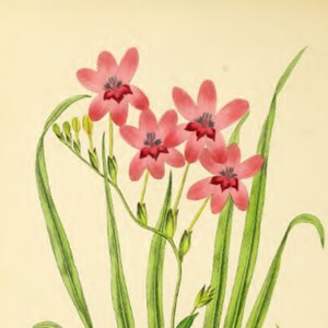 Red Flower, Botanical Vintage Print, Floral Wall Art, Home Decor, Vintage Plant Picture