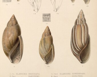 Shells - Collection de 36 photos de coquillages, tentures murales vintage, affiches d’insectes Téléchargements numériques