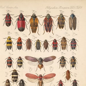 Kevers - Verzameling van 267 foto&#39;s van kevers en andere insecten, Vintage wandkleden, insectenposters digitale downloads