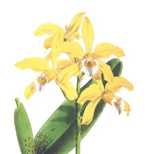 Cartes postales de fleurs et de fruits, ensemble de dix, article postal
