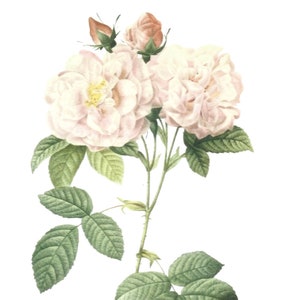 Roses Flower Postcards Set of Ten, Postal Item,