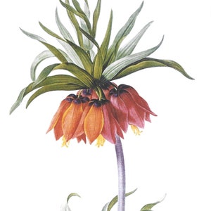 Cartes postales de fleurs et de fruits, ensemble de dix, article postal