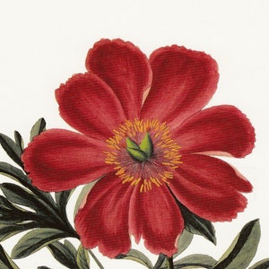 Cartes postales de fleurs, ensemble de dix, article postal