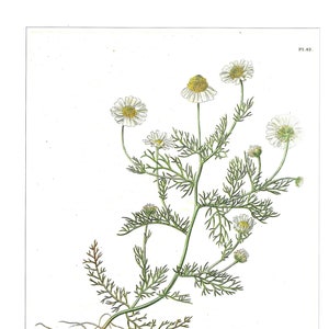 Medicinal and Herbal Plants, Set of Two Prints, Wall Art 1990