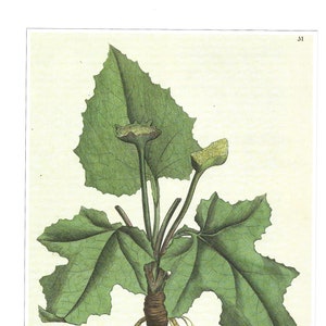 Medicinal and Herbal Plants, Set of Two Prints, Wall Art 1990