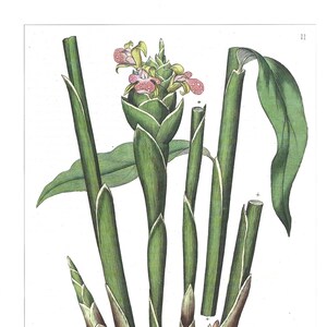 Medicinal and Herbal Plants, Set of Two Prints, Wall Art 1990
