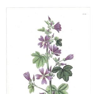 Medicinal and Herbal Plants, Set of Two Prints, Wall Art 1990