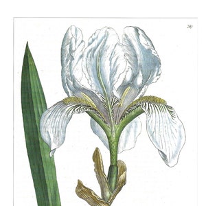 Medicinal and Herbal Plants, Set of Two Prints, Wall Art 1990