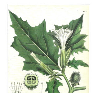 Medicinal and Herbal Plants, Set of Two Prints, Wall Art 1990