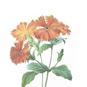 Flowers Prints by J P Redoute, Set of Four, Reproduction 1987