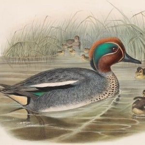 Teal Duck Bird Print by John Gould,  Home Decor, Home Furnishing, Digital Downloads, Pretty Birds, Wall Hanging Artwork
