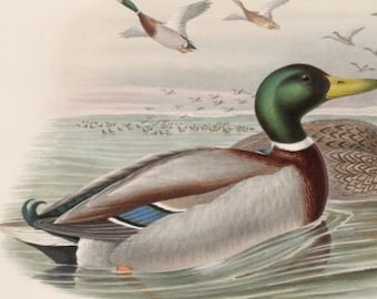 Mallard Duck Bird Print by John Gould,  Home Decor, Home Furnishing, Digital Downloads, Pretty Birds, Wall Hanging Artwork