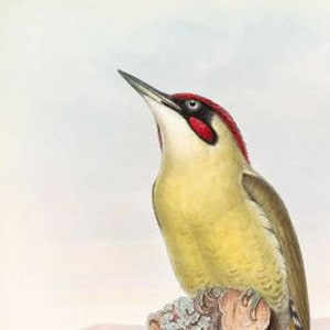 Green Woodpecker Bird Print by John Gould,  Home Decor, Home Furnishing, Digital Downloads, Pretty Birds, Wall Hanging Artwork