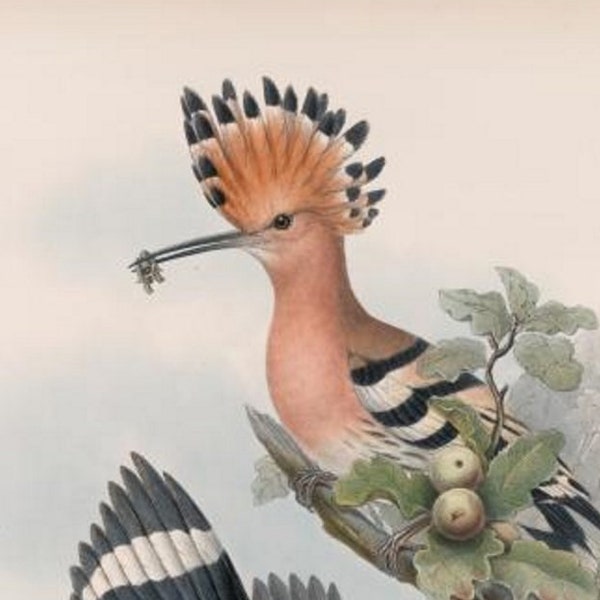 Hoopoe Bird Print by John Gould,  Home Decor, Home Furnishing, Digital Downloads, Pretty Birds, Wall Hanging Artwork