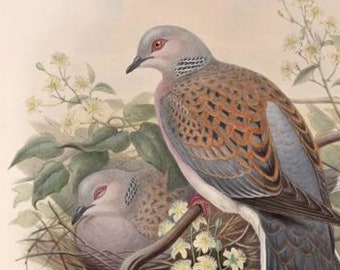 Turtle Dove Bird Print by John Gould,  Home Decor, Home Furnishing, Digital Downloads, Pretty Birds Wall Hanging Artwork