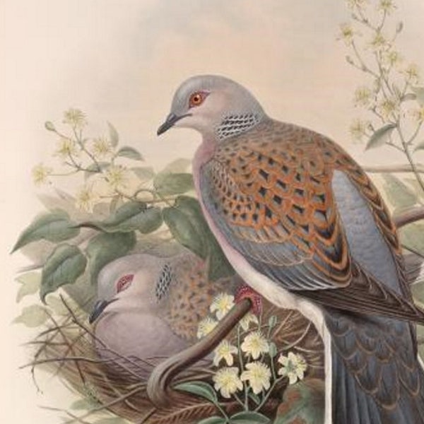 Turtle Dove Bird Print by John Gould,  Home Decor, Home Furnishing, Digital Downloads, Pretty Birds Wall Hanging Artwork