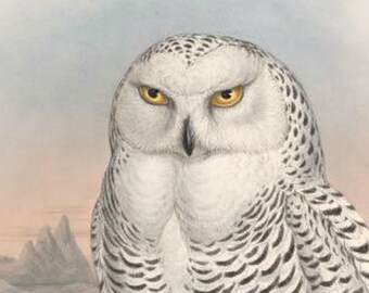 Bird of Prey Snowy Owl Print by John Gould, Home Decor, Home Furnishing, Digital Downloads, Hunting Bird Artwork