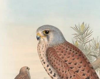 Bird of Prey Kestrel Print by John Gould,  Home Decor, Home Furnishing, Digital Downloads, Hunting Bird Artwork
