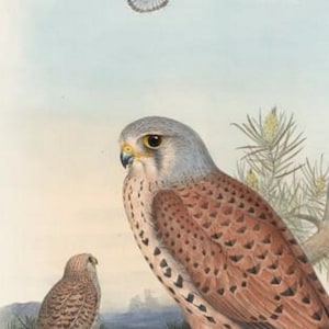 Raubvogel Kestrel Druck von John Gould, Wohndekor, Einrichtung, Digitale Downloads, Jagdvogel Illustration