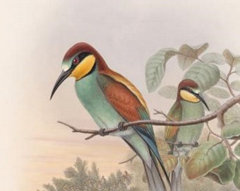 Bee Eater Bird Print by John Gould,  Home Decor, Home Furnishing, Digital Downloads, Pretty Birds, Wall Hanging Artwork