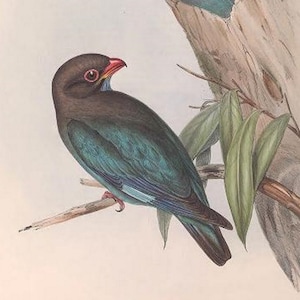 Bird 5 - Collection of 598 Public Domain Images, Vintage Birds Australia Images John Gould, Home Decor, Home Furnishing, Digital Downloads