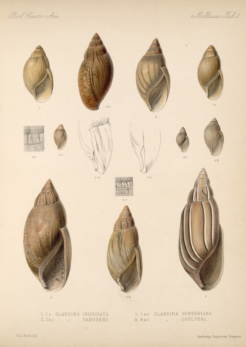 Insect Posters Digital Downloads Shells Vintage Wall hangings Collection of 36 Pictures of Shells