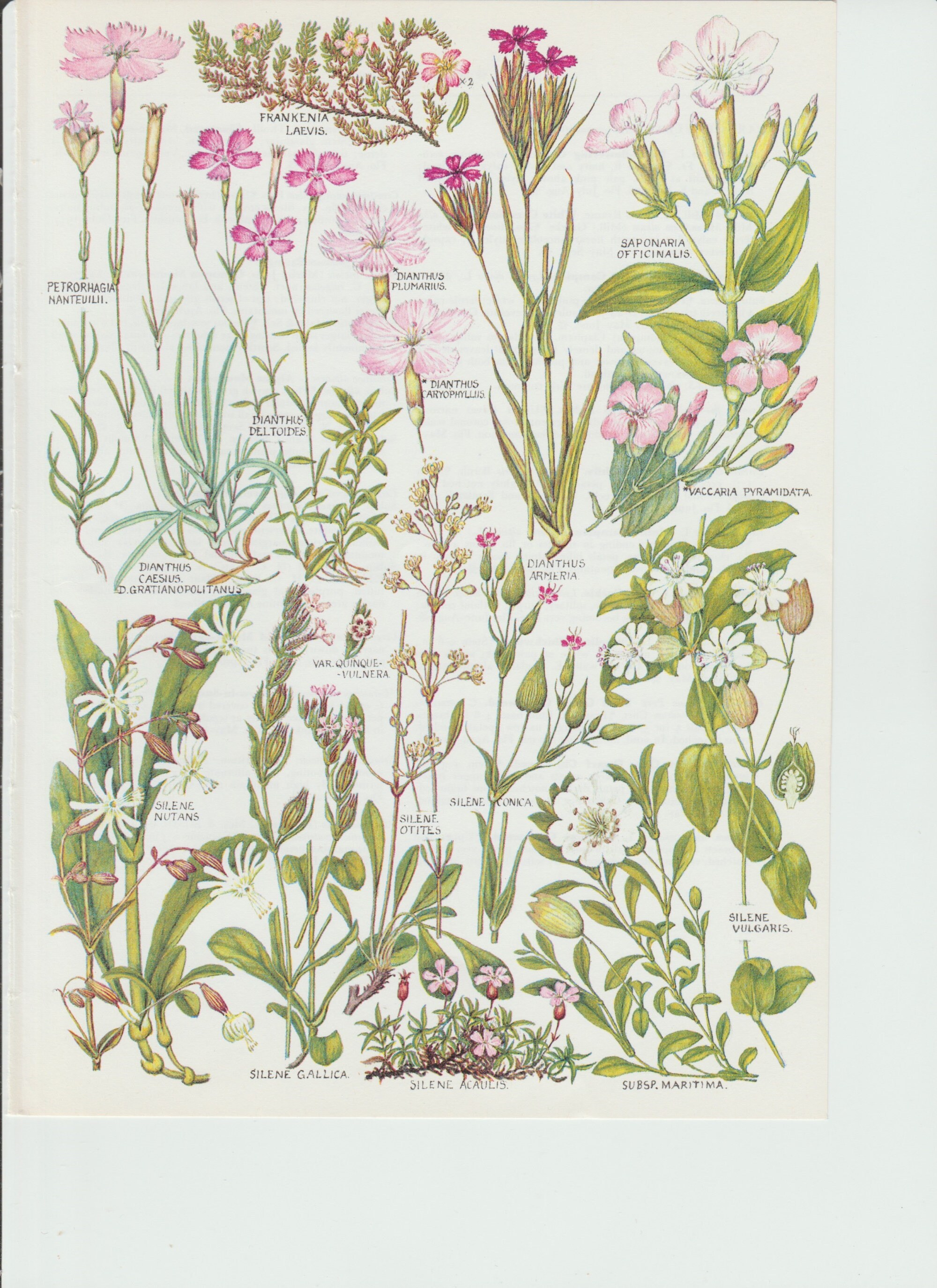 British Flora in Colour Wild Flowers Plants and Grasses Etsy