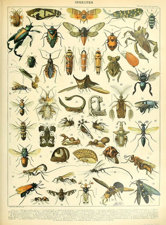 Printables - Insects Poster by Adolphe Millot, Wall Hanging