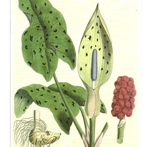 Medicinal and Herbal Plants, Set of Two Prints, Wall Art 1990