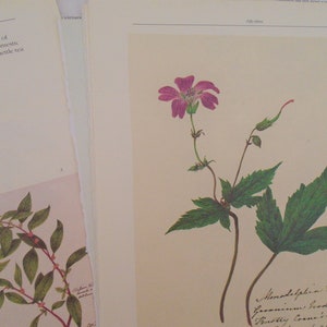 Junk Journal, scrapbooking, flores silvestres, plantas herbais, flora, flores alpinas, 20 páginas