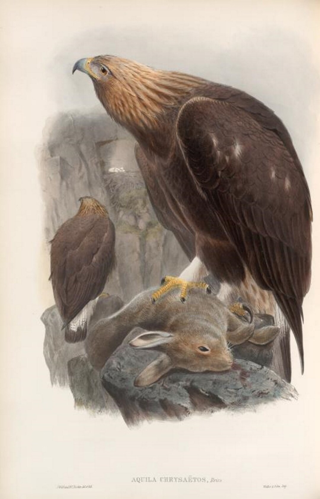 Bird of Prey Golden Eagle Print by John Gould, Home Decor, Home ...